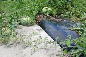 uploads/images/disease/Fusarium wilt of watermelon.jpg